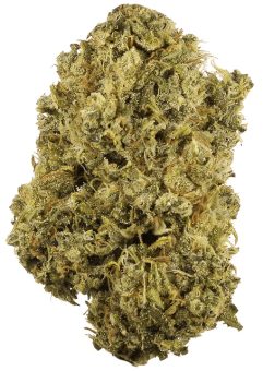 Durban Poison